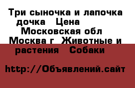 Три сыночка и лапочка дочка › Цена ­ 9 500 - Московская обл., Москва г. Животные и растения » Собаки   